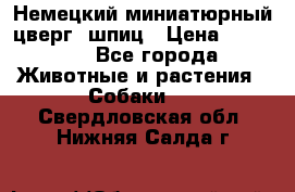 Немецкий миниатюрный(цверг) шпиц › Цена ­ 50 000 - Все города Животные и растения » Собаки   . Свердловская обл.,Нижняя Салда г.